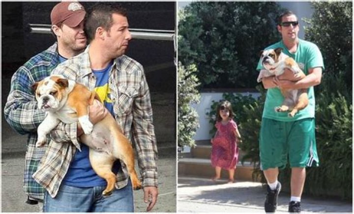 Adam Sandler Pets