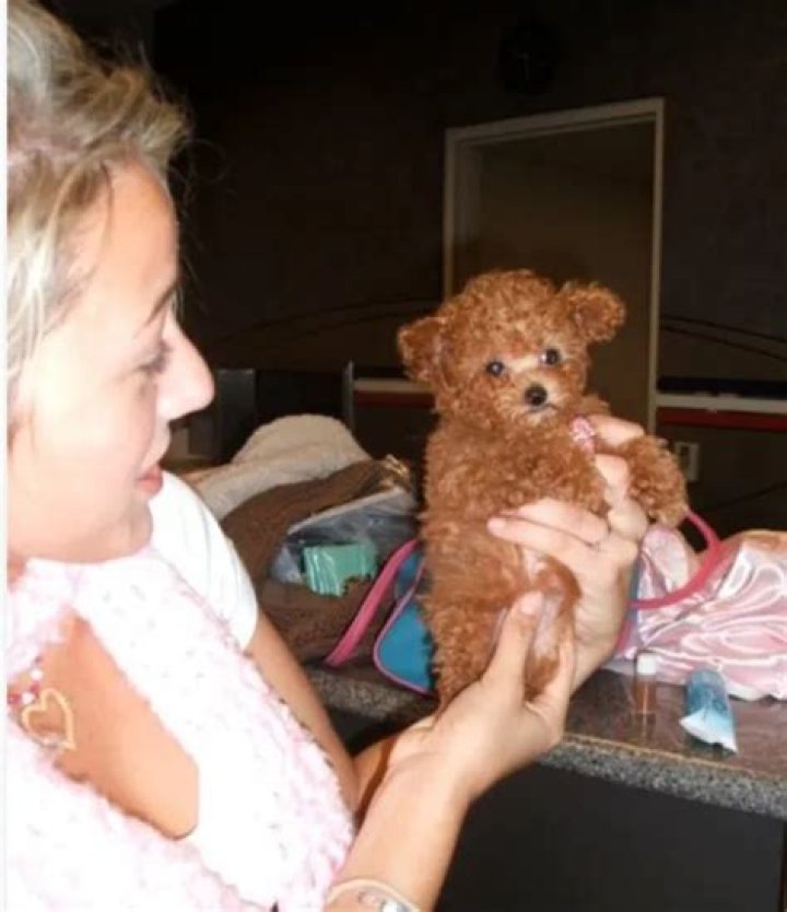 Blake Lively Pets