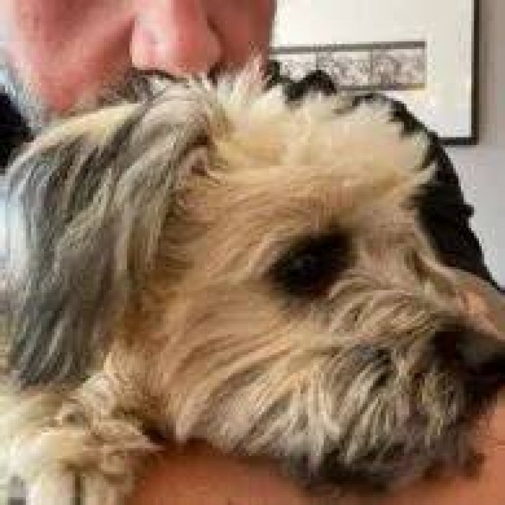 Ethan Suplee Pets