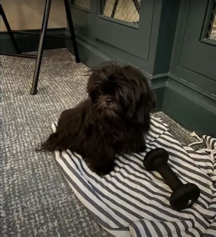 Kelly Ripa Pets